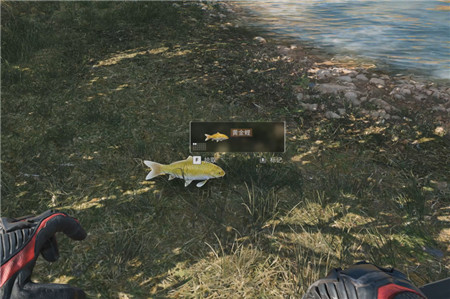 三角洲行动,零号大坝和长弓溪谷锦鲤水域点位位置在哪里?配图 三角洲行动,零号大坝和长弓溪谷锦鲤水域点位位置在哪里?配图